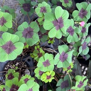 Purple-Centered Four-Leaf Oxalis (Lucky Clover) - Green & Purple